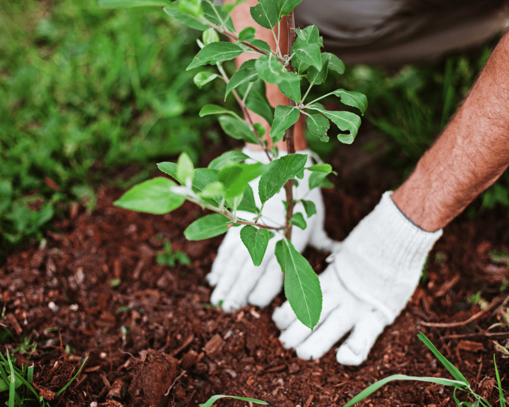 educación ambiental jardinería